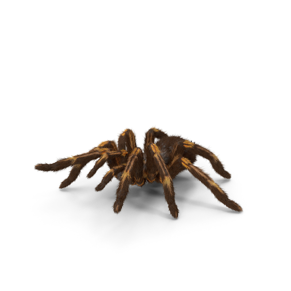 Tarantula Yellow Attack Pose PNG & PSD Images