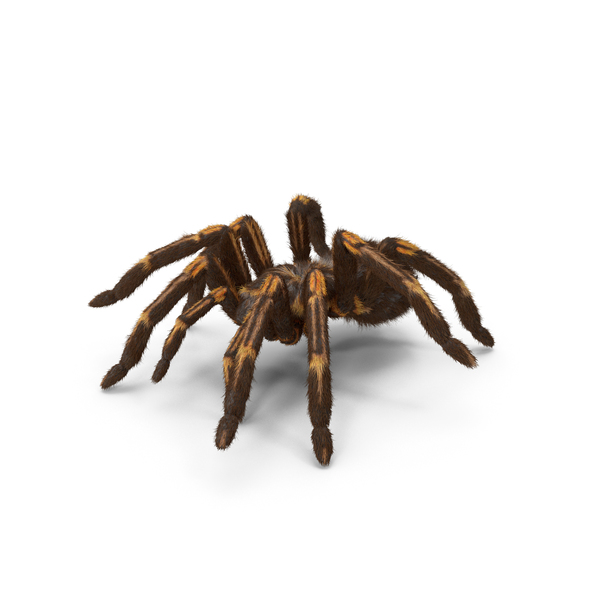 Tarantula Yellow Moving Pose PNG & PSD Images