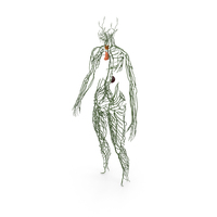 Human Lymphatic System Full Body PNG & PSD Images