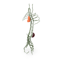 Human Torso Lymphatic System PNG & PSD Images