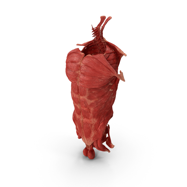 Human Torso Muscular System PNG & PSD Images