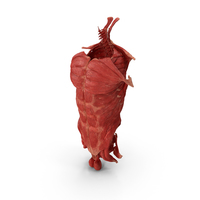 Human Torso Muscular System PNG & PSD Images
