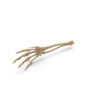 Skeleton Hand PNG & PSD Images