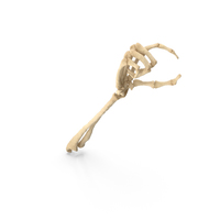 Skeleton Hand Single Object Hold Pose PNG & PSD Images