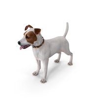 Jack Russell Terrier White Attention Pose PNG & PSD Images