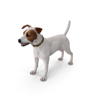 Jack Russell Terrier White PNG & PSD Images