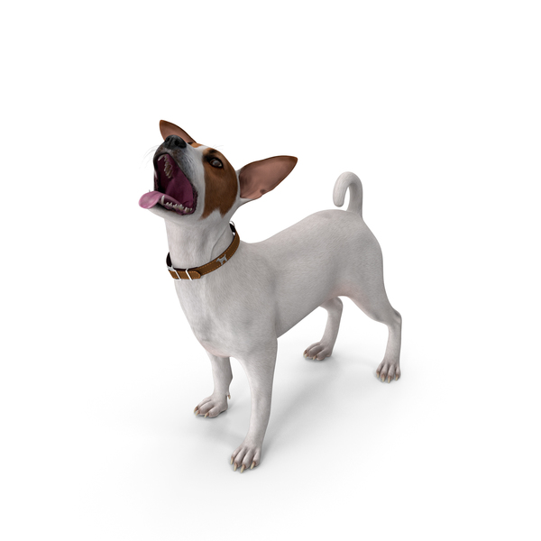 Jack Russell Terrier White Waiting Pose PNG & PSD Images