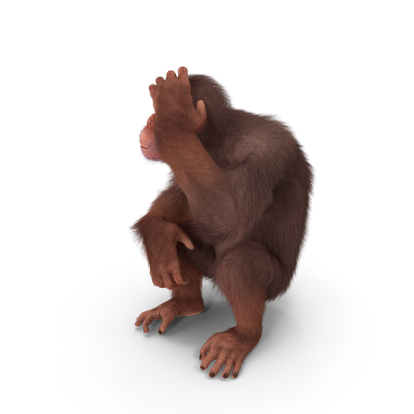 Light Chimpanzee Sitting Pose Fur PNG & PSD Images
