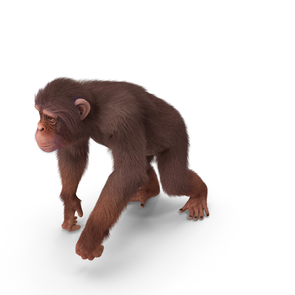 Light Chimpanzee Walking Pose Fur PNG & PSD Images