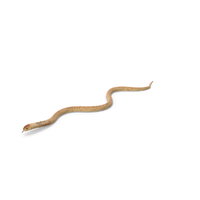 Light Cobra Snake Crawling PNG & PSD Images