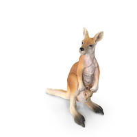 Kangaroo PNG & PSD Images