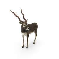 Blackbuck Antelope PNG & PSD Images