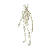 Male Nervous System Full Body PNG & PSD Images