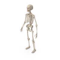 Male Skeleton Full Body PNG & PSD Images