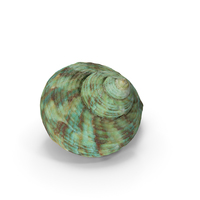 Seashell PNG & PSD Images