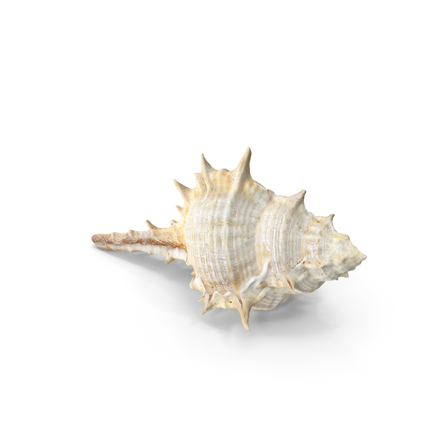 Seashells PNG & PSD Images
