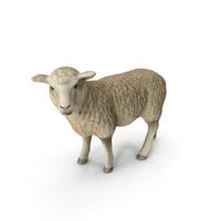 Sheep PNG & PSD Images