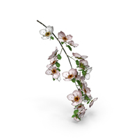 Cherry Blossom Branch PNG & PSD Images