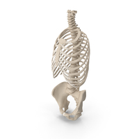 Male Torso Skeleton PNG & PSD Images