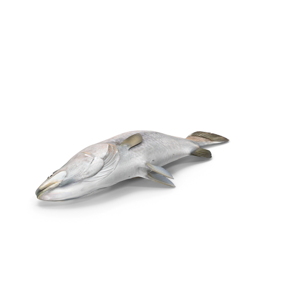 Asian Sea Bass Fish Lying PNG & PSD Images
