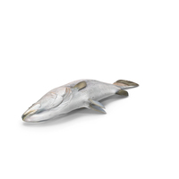 Asian Sea Bass Fish Lying PNG & PSD Images