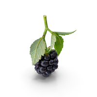 Blackberry with Leaves PNG & PSD Images