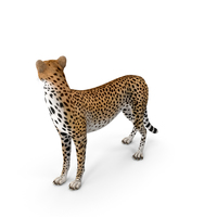 Cheetah Looking Around PNG & PSD Images