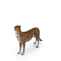 Cheetah Looking Around with Fur PNG & PSD Images