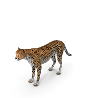 Cheetah PNG和PSD图像