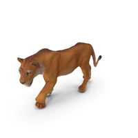 Lioness PNG & PSD Images