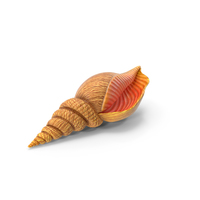Sea Shell PNG & PSD Images