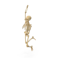 Real Human Female Skeleton Pose PNG & PSD Images