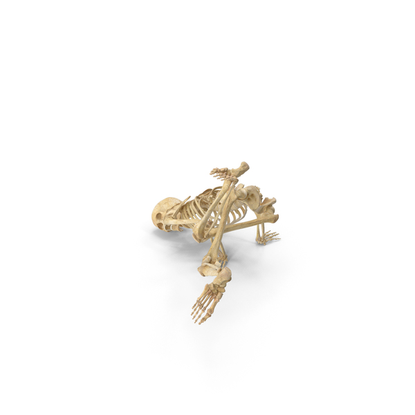 Real Human Female Skeleton Pose PNG & PSD Images Real Human Female Skeleton Pose PNG & PSD Images