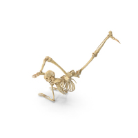 Real Human Female Skeleton Pose PNG & PSD Images