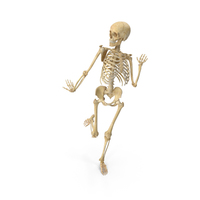 Real Human Female Skeleton Pose PNG & PSD Images