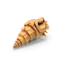 Sea Shell PNG & PSD Images