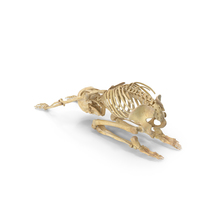 Real Human Female Skeleton Pose PNG & PSD Images
