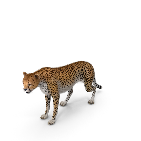 African Large Cat Cheetah Standing Pose with Fur PNG & PSD Images