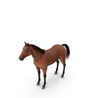 Bay Horse Fur PNG & PSD Images