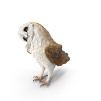 Barn Owl PNG & PSD Images
