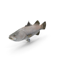 Barramundi or Lates Calcarifer Fish PNG & PSD Images