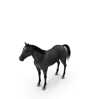 Black Horse Fur PNG & PSD Images
