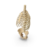 Human Rib Cage Spine and Male Pelvis Bones Anatomy  With Intervertebral Disks PNG & PSD Images