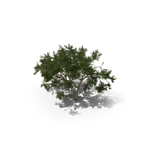 African Tree PNG & PSD Images