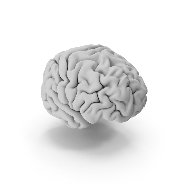 Human Brain PNG & PSD Images