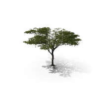 Acacia PNG & PSD Images