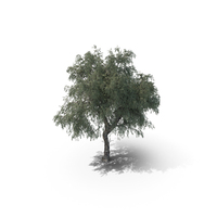 Ghaf Tree PNG & PSD Images