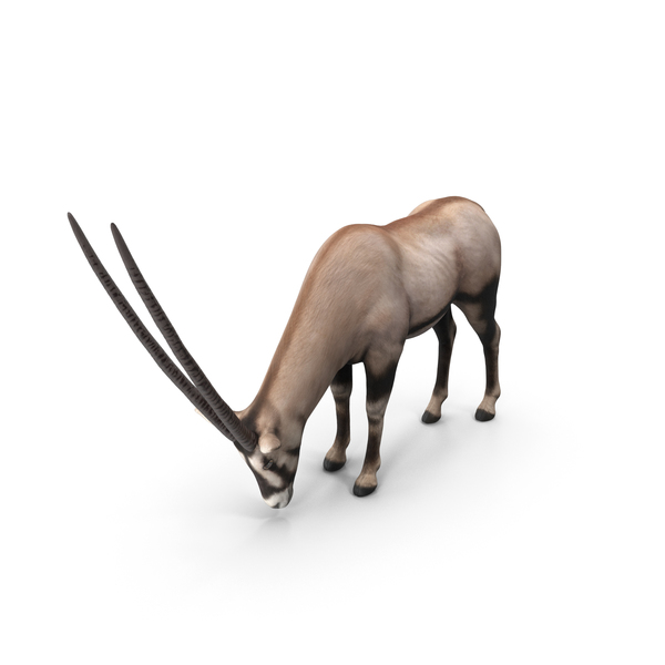 Oryx Grazing PNG & PSD Images