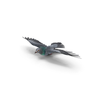 Pigeon PNG & PSD Images