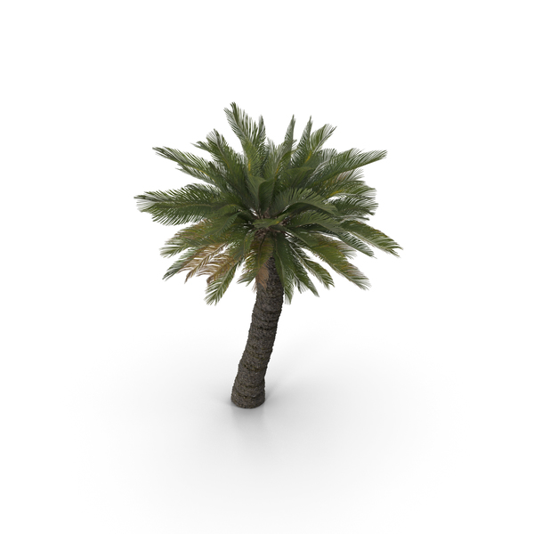 Cycad BroodBoom PNG & PSD Images